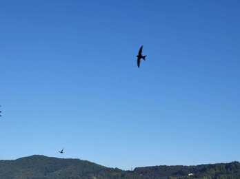 Sorbeltza Jaizkibel inguruan