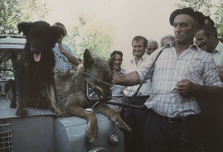 José Luis Garmendia posa junto al último lobo abatido en la zona de Urbasa, en junio de 1981.