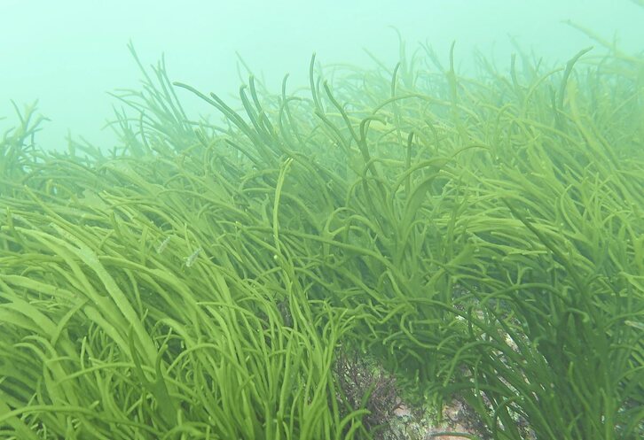 Codium decorticatum. UPV-EHU