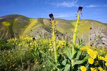 Gracias a un invierno marcado por las lluvias y la nieve, la primavera ha inundado de color el paisaje habitualmente árido de Tremblor Range (California).