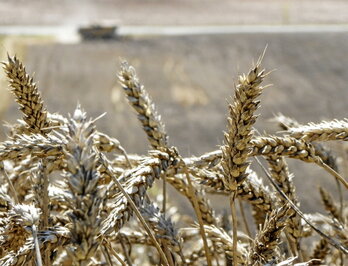 Espigas de trigo en Irunberri.