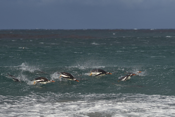 Los pingüinos papúa son las aves nadadoras más rápidas del mundo.