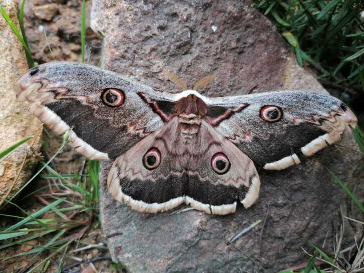 Sarriako parkean gaueko jarduera antolatu dute gau tximeletak gertutik ezagutzeko.