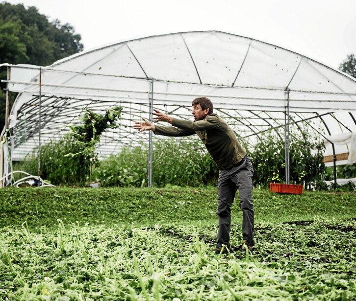 Ezpeletako piperraren dozenaka ekoizlek eta baratzezain anitzek uzta galdu dute.