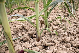 La sécheresse pourrait lourdement impacter l’agriculture, notamment les cultures de céréales qui nécessitent de grandes quantités d’eau.  Patxi BELTZAIZ