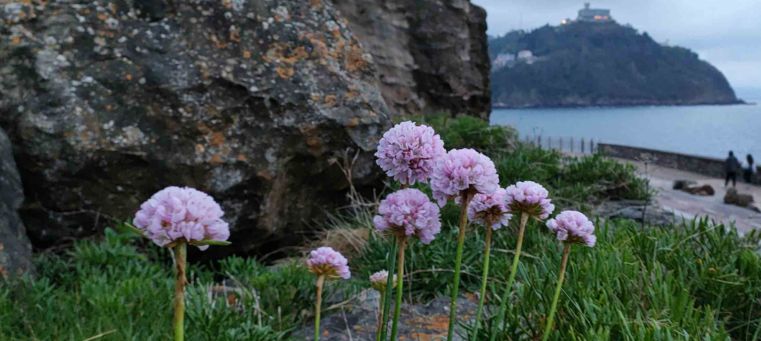 ‘Armeria euscadiensis’-en mikrohabitata esku-hartzea baino lehen, 2022ko maiatzean.