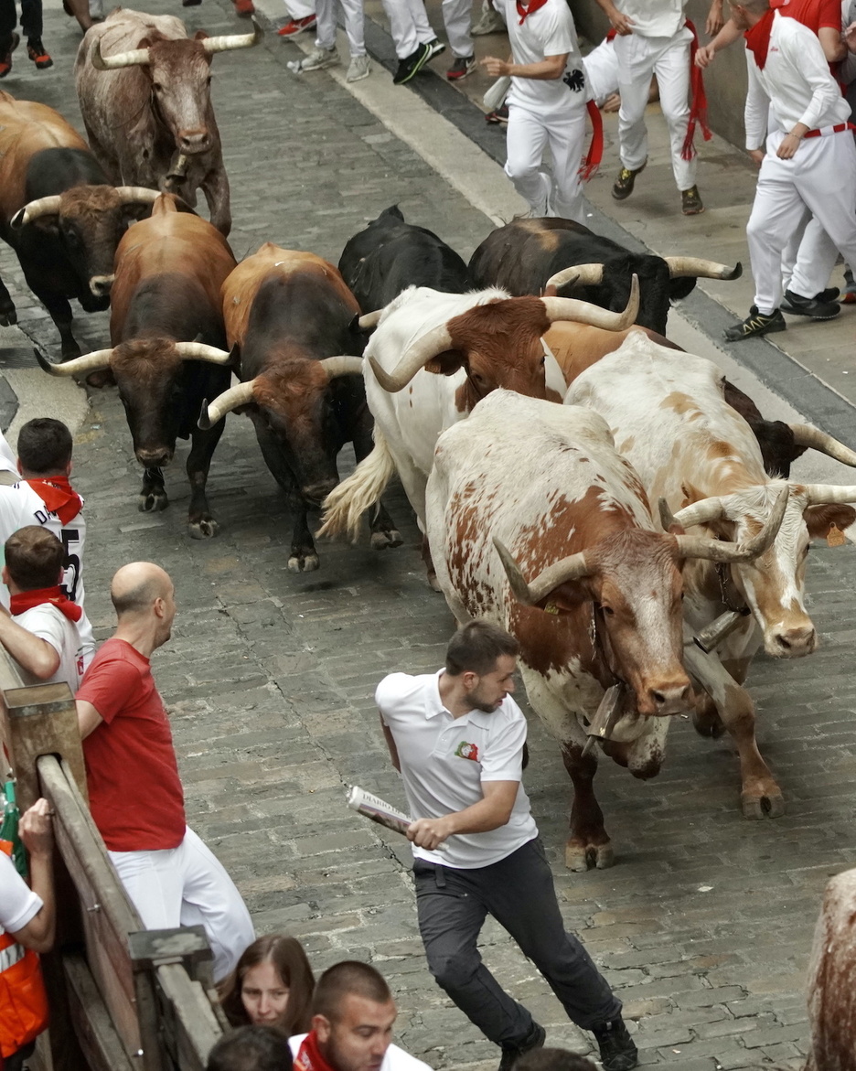 Cabestros abriendo la manada en Santo Domingo. Cabestros abriendo la manada en Santo Domingo.