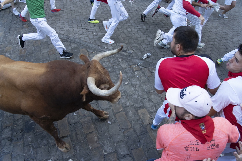 Ante las astas de uno de los toros, que llevaban con cuentagotas a esta zona. Ante las astas de uno de los toros, que llevaban con cuentagotas a esta zona.