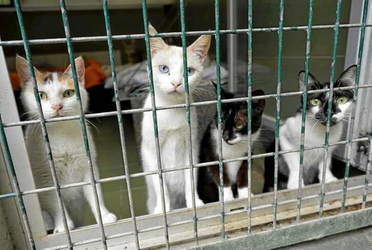 Katuak, adoptatuak izateko zain, Igeldoko aterpean.