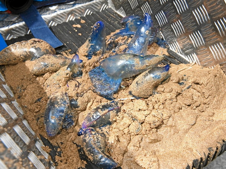 Ejemplares de carabela portuguesa.