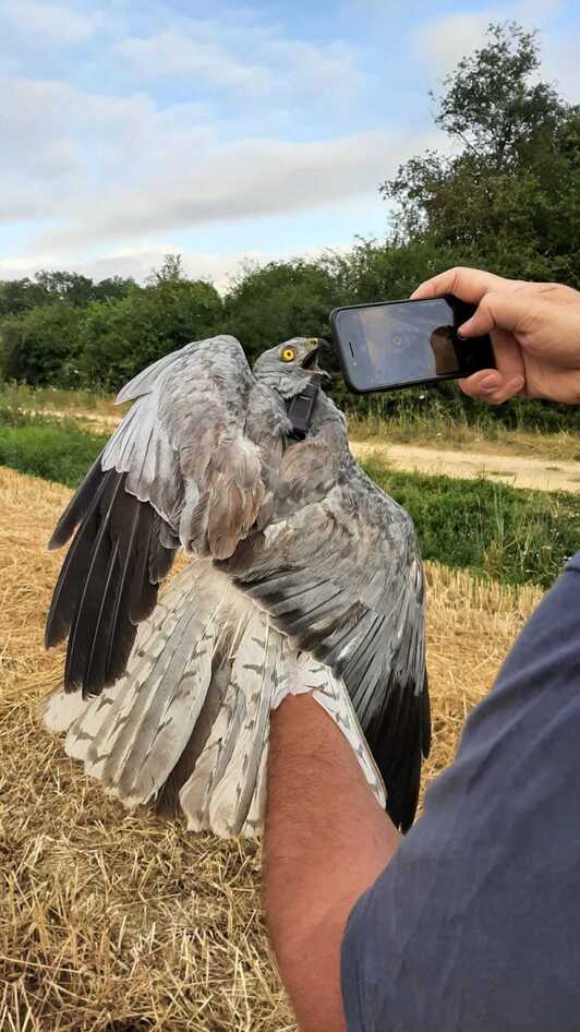 Markatutako mirotz zurietako bat, irudian.