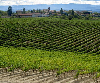 Imagen de archivo de viñedos en Rioja Alavesa.