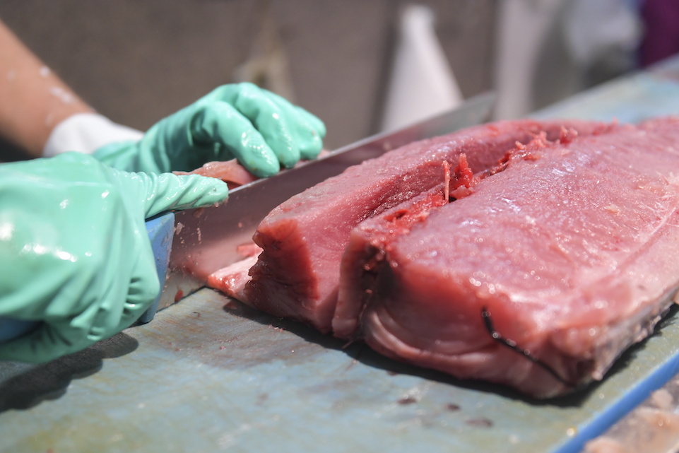 Amaleunen, hegaluzea xerratan mozten ari da Ixiar Elortza. (Idoia ZABALETA/FOKU)