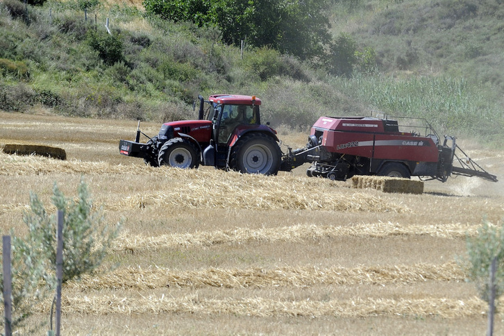 La ausencia de lluvias ha dejado una mala cosecha de cereal en Nafarroa.