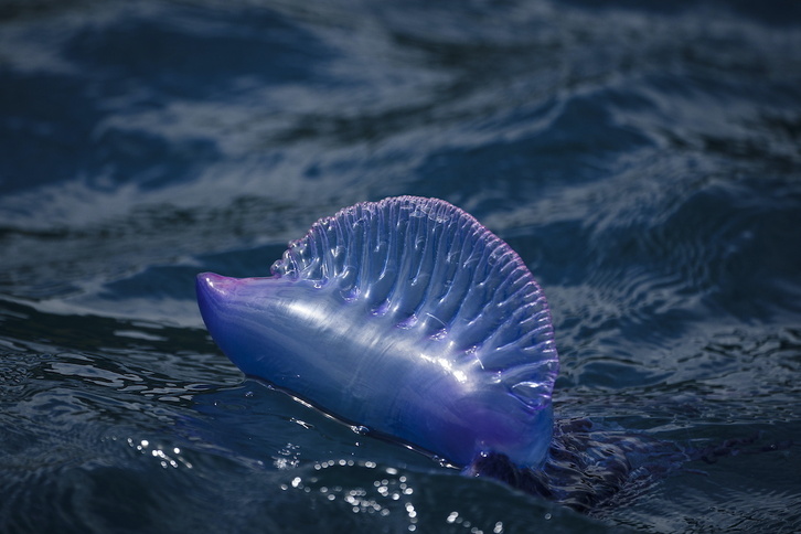 Carabela portuguesa en aguas de Lekeitio.