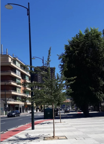 La diferencia entre el porte de los árboles que se han salvado y los nuevos es muy evidente.