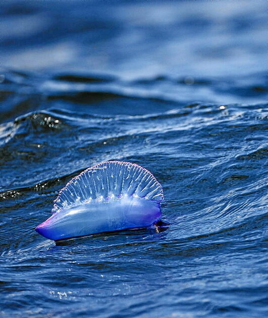 Karabela bakarti bat itsasoan eta Kontxako hondartza jendez lepo.