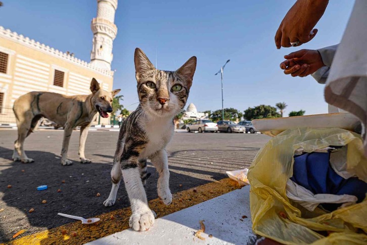 Katu bat eta txakur bat, Kairon, Egiptoko hiriburuan.