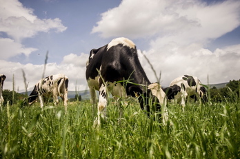 Ganao vacuno pastando en un terreno de Araba.
