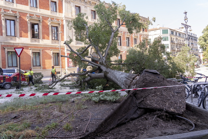 El imponente árbol que se ha venido abajo en el Paseo de Sarasate.