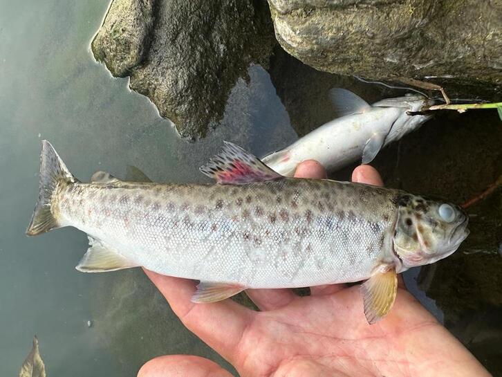 Ehunka arrain hilik gertu dira Urumea ibaian.