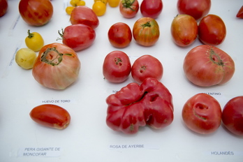 «Tomate itsusiak», Nafarroan egin ohi den lehiaketan.
