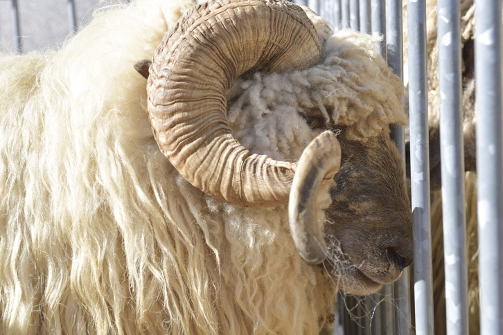 Azokan, behiak, zaldiak, ardiak eta ahuntzak ikusi ahal izango dira, besteak beste.