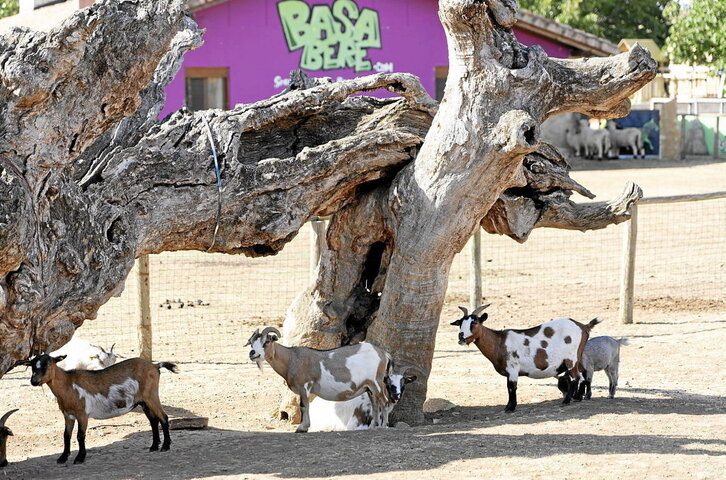 Ahuntz talde bat Basabereko instalakuntzetan.