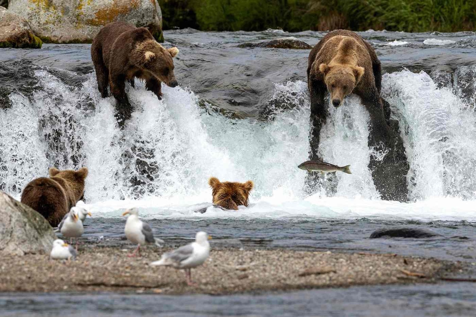 Un oso atrapando a su presa.