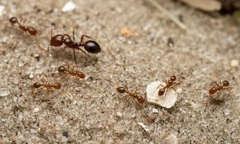 Hormigas rojas de fuego, como las que se han detectado en Sicilia.