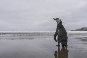 Un ejemplar de pingüino de Humboldt en una playa de Zapallar, Chile.
