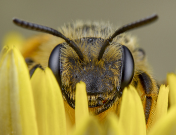 El Varroa propaga un virus que impide a las abejas volar, recoger alimentos y polinizar los cultivos. 