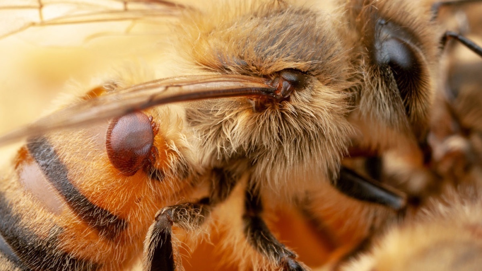 El caso de las abejas desaparecidas. - Página 4 Varroa-bee