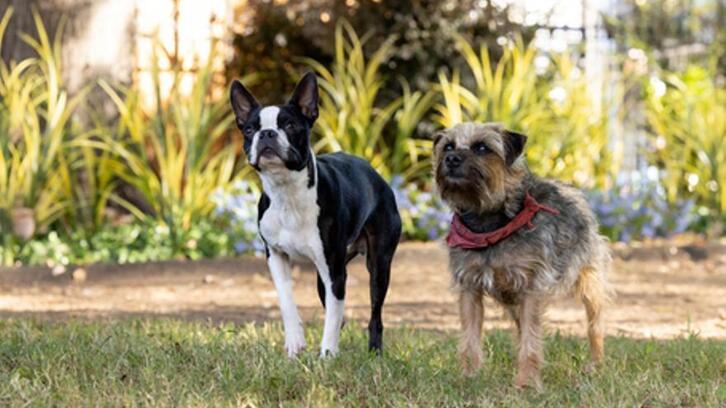 Fotograma de ‘Vida perra’.