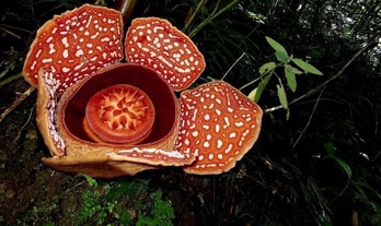 Rafflesia izena duen landareak munduko lorerik handienak ditu.