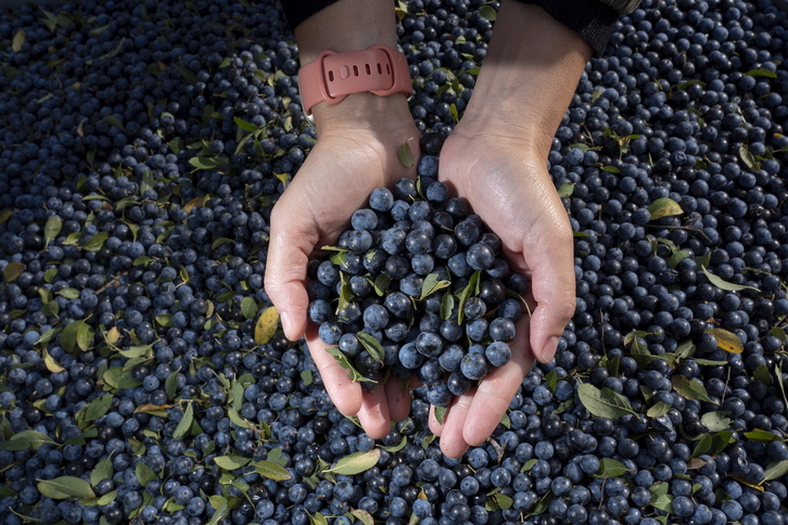 Patxaran recogido de uno de los productores de la indicación protegida Pacharán Navarro.