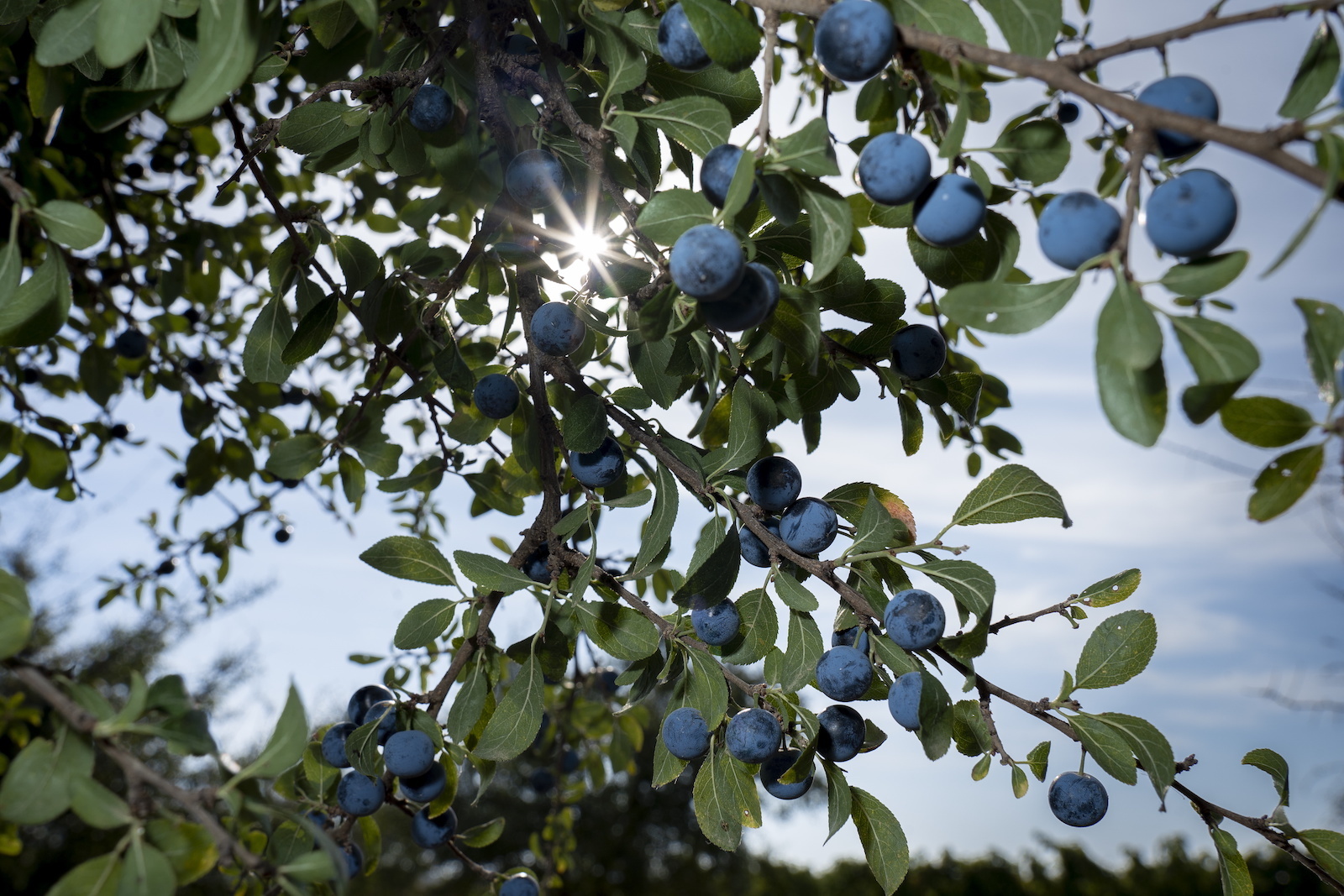 Endrinas en una rama injertada en un tronco de ciruelo. (Iñigo URIZ/FOKU)