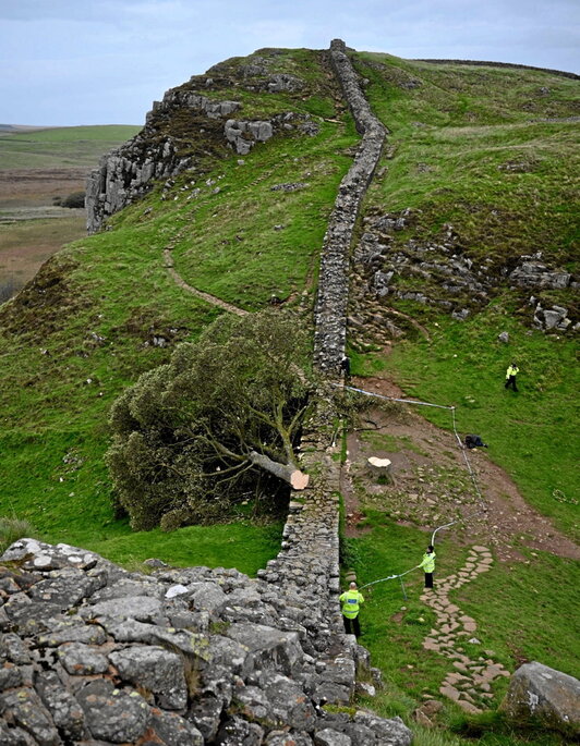 Hadrianoren Harresiaren beste aldera erori zen arbola.