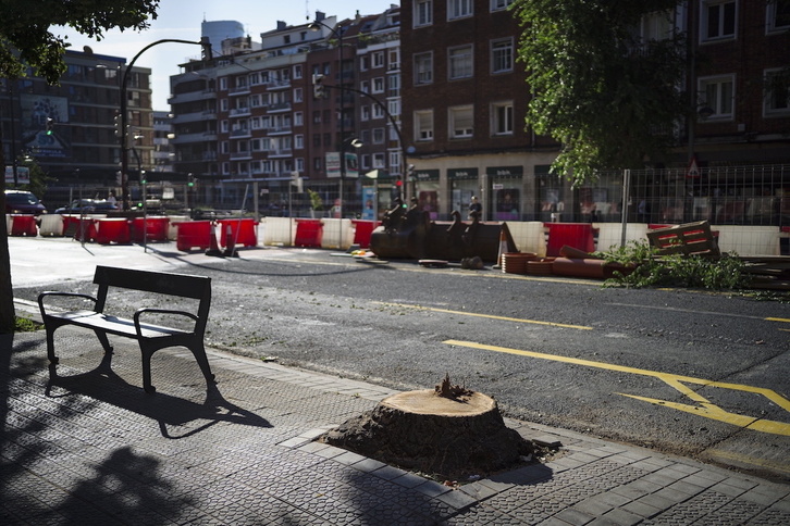 Lehendakari Agirre etorbidean moztutako zumar baten motzondoa.