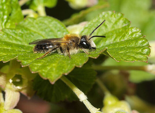Abeja Andrena, conocida como la abeja minera.
