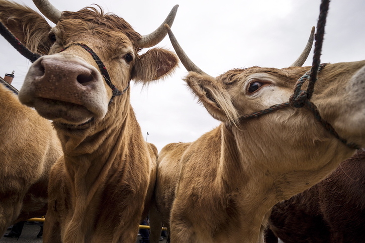 Bereziki behiei eragiten die hemorragia epizootikoaren eritasunak.