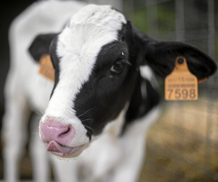 Bereziki behiei eragiten die gaixotasunak.