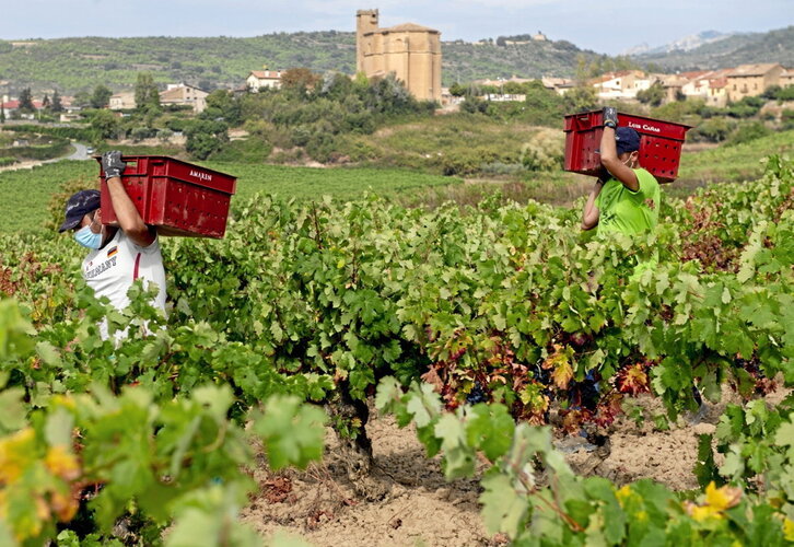 El desarrollo de los viñedos de ABRA se está viendo torpedeado desde la DOCa Rioja.