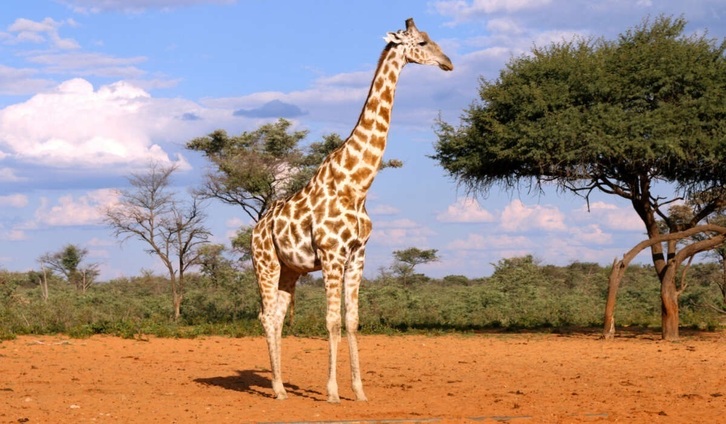 Imagen de archivo de una jirafa en la sabana. 