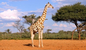 Imagen de archivo de una girafa en la sabana. 