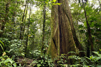 La selva amazónica podría esconder tesoros arqueológicos.