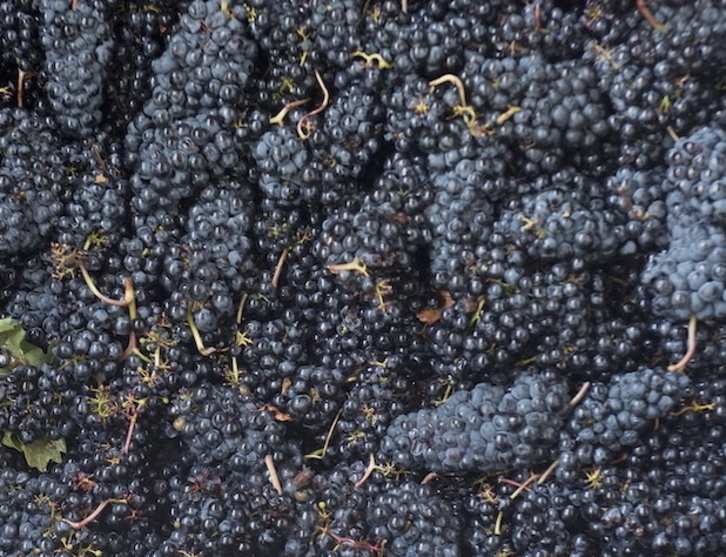 Racimos de uva, cuyas propiedades para la vista se confirman ahora.