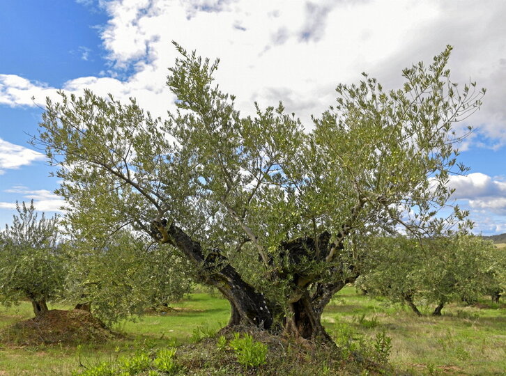 La sequía y las malas cosechas han encarecido el precio del aceite.