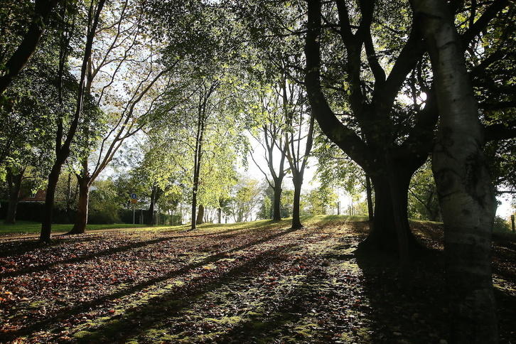 Arbolado en Artxanda, que el Gobierno municipal asegura que va a potenciar.