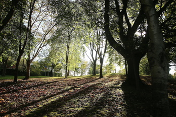 Arbolado en Artxanda, que el Gobierno municipal asegura que va a potenciar.